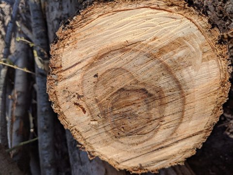 tree stump texture