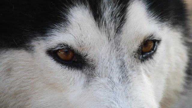close up Dog face Siberian breed lying during daytime.