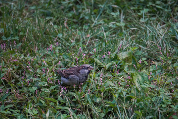 Little sparrow on the grass 1