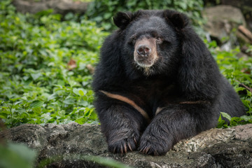 Obraz na płótnie Canvas Asian black bear