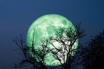 Super Grain grüner Mond Silhouette trockener Baum am Nachthimmel