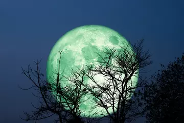 Foto auf Acrylglas Vollmond und Bäume Super Grain grüner Mond Silhouette trockener Baum am Nachthimmel