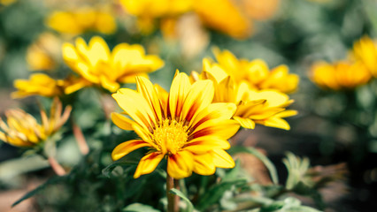 yellow flowers growing in the flowerbed