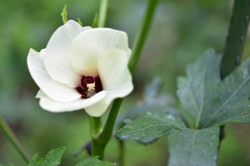 満開のオクラの花