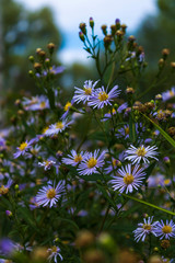Flowers in the field
