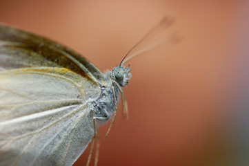 チョウの横側からのクローズアップ
