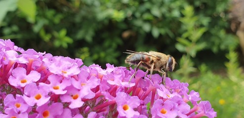 Eine Honig Biene auf einer pinken Blume bei der Arbet