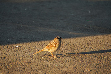 Little sparrow on the ground 5