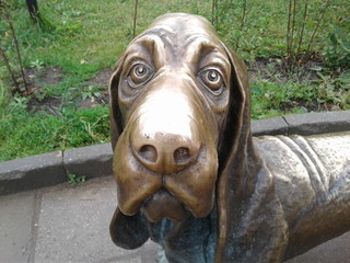 dog from bronze close-up beautiful dog dog muzzle