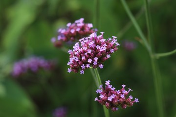 Verbena Bonariensis - Blooming purple garden flower