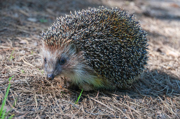 Wild hedgehog in the forest on a sunny day