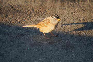 Little sparrow on the ground