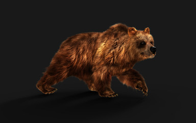 3d Illustration Large Brown Bear Posture isolated on Dark Background.