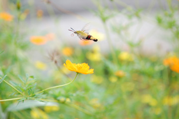 花の蜜を吸うためにホバリングしているオオスカシバ