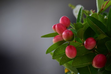 Bengal Currant from Thailand is high in vitamins.