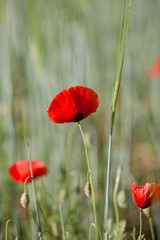 Obraz premium Beautiful field of red poppy flowers or papaver rhoeas poppies and green ears of wheat. Close up view of fire red flower