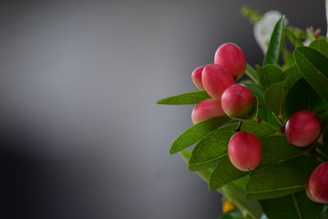 Bengal Currant from Thailand is high in vitamins.