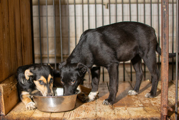 two dogs eat from the same bowl in a cage at an animal shelter.