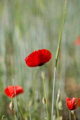 Beautiful field of red poppy flowers or papaver rhoeas poppies and green ears of wheat. Close up view of fire red flower
