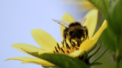 Pollen Cover Bee on Flower