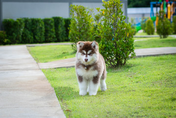 Obraz premium Cute siberian husky puppy on grass. siberian husky puppy outdoors on a walk. little red and white blue eyed siberian husky puppy.