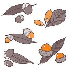 Acorn seed and leaf set/ Various Oak Seeds / 2 colors