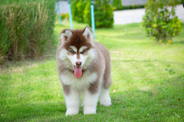 Cute siberian husky puppy on grass. siberian husky puppy outdoors on a walk. little red and white blue eyed siberian husky puppy.