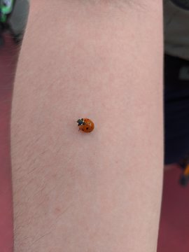 ladybird on a hand