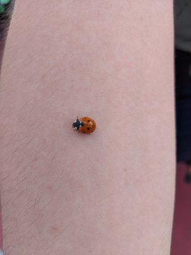 ladybird on hand