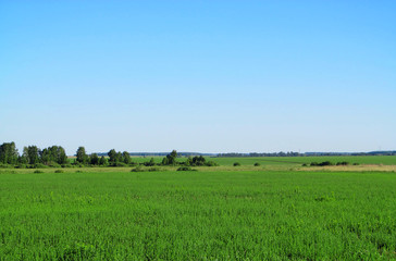 Fototapeta na wymiar Summer landscape photography of a large green field