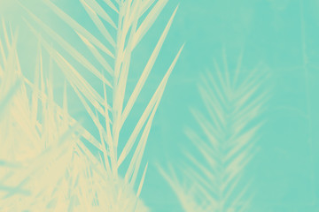 Fototapeta na wymiar Pale yellow date palm leaves on a light aquamarine background