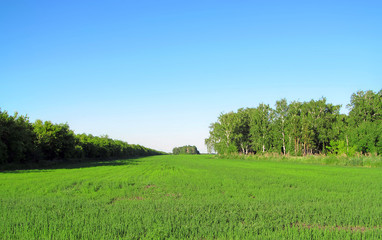 Summer landscape photography of a large green field