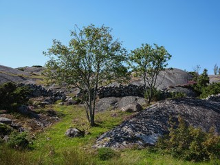 Landscape photo of a rocky slope with a stone fence and two small trees.