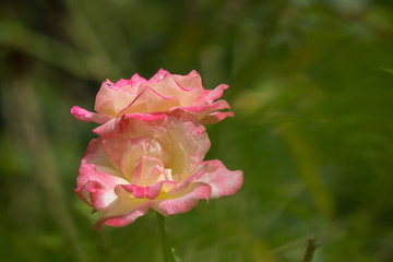 Pink and white rose flower