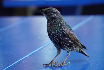 The bird on the blue chair is in a daze