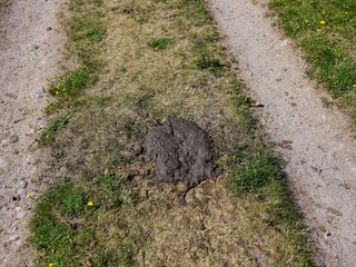 Cows droppings on a dirt road in Sweden