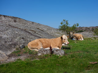 Cow lying down resting in pasture land on a very hot summers day. There are two boulders and a rocky hill against a clear blue sky.