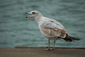  The seagull opened its mouth and called loudly