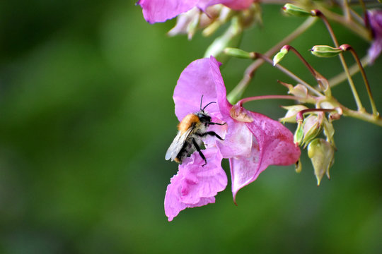 dr&uuml;siges Springkraut mit Hummel