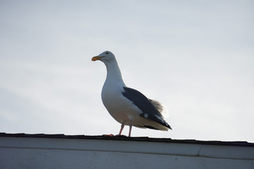 The seagull stood calmly on the roof and looked into the distance