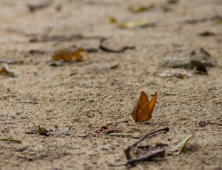 butterfly on the ground