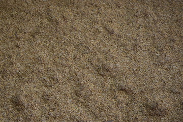 Rice production from ancient Thailand