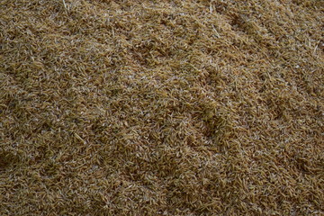 Rice production from ancient Thailand