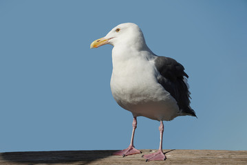 The seagull stood upright and looked to the right
