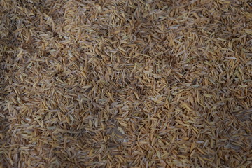 Rice production from ancient Thailand