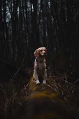 Retriever on the tree in the forest