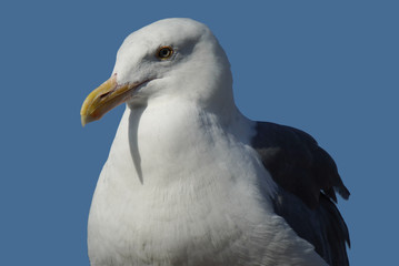 This seagull has sharp eyes