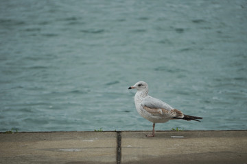 This seagull is thinking about things
