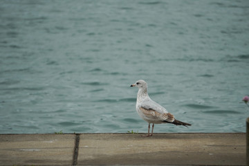 This seagull stood in a daze