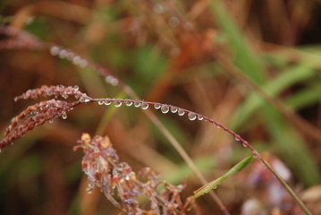 Water droplets on the stalk of the grass.